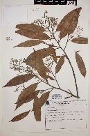 Ocotea aciphylla image