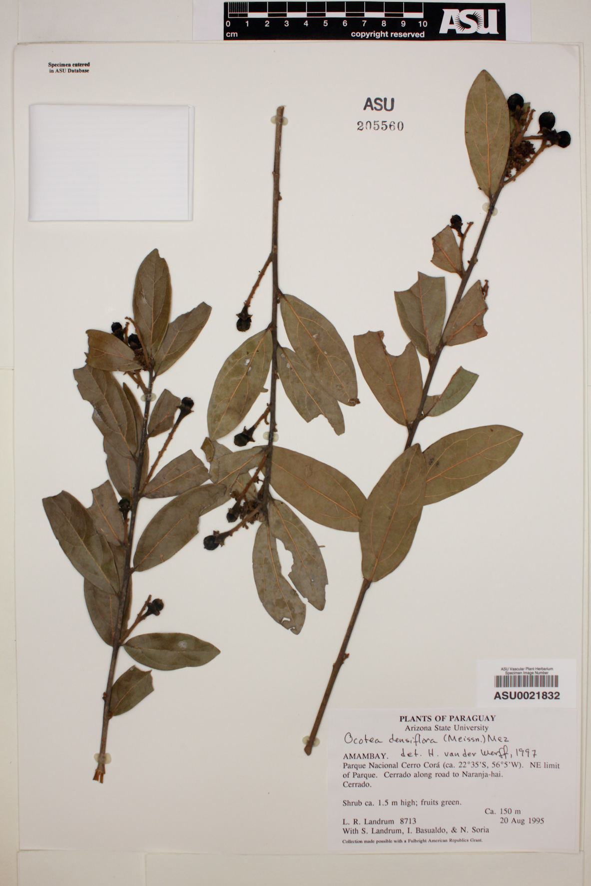 Ocotea densiflora image