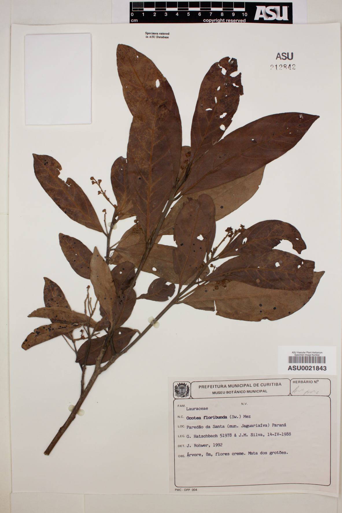 Ocotea floribunda image