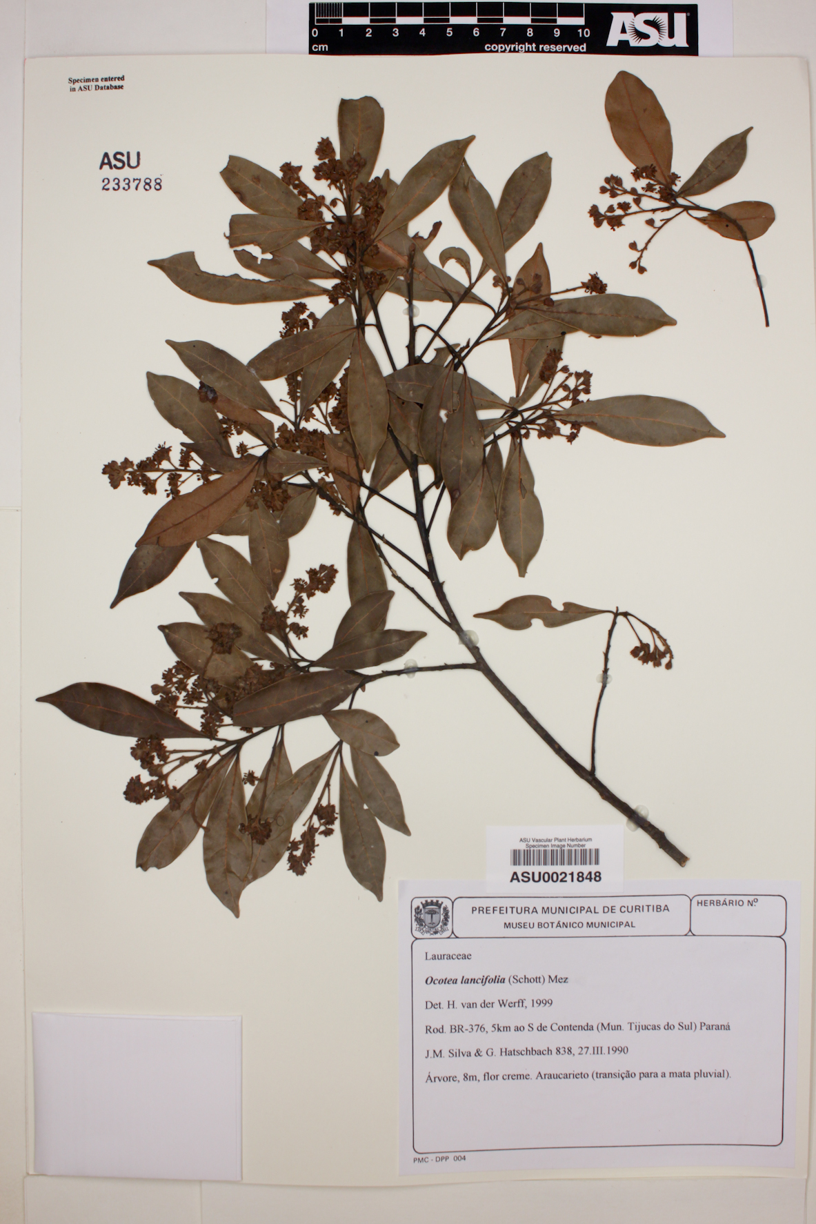 Ocotea lancifolia image