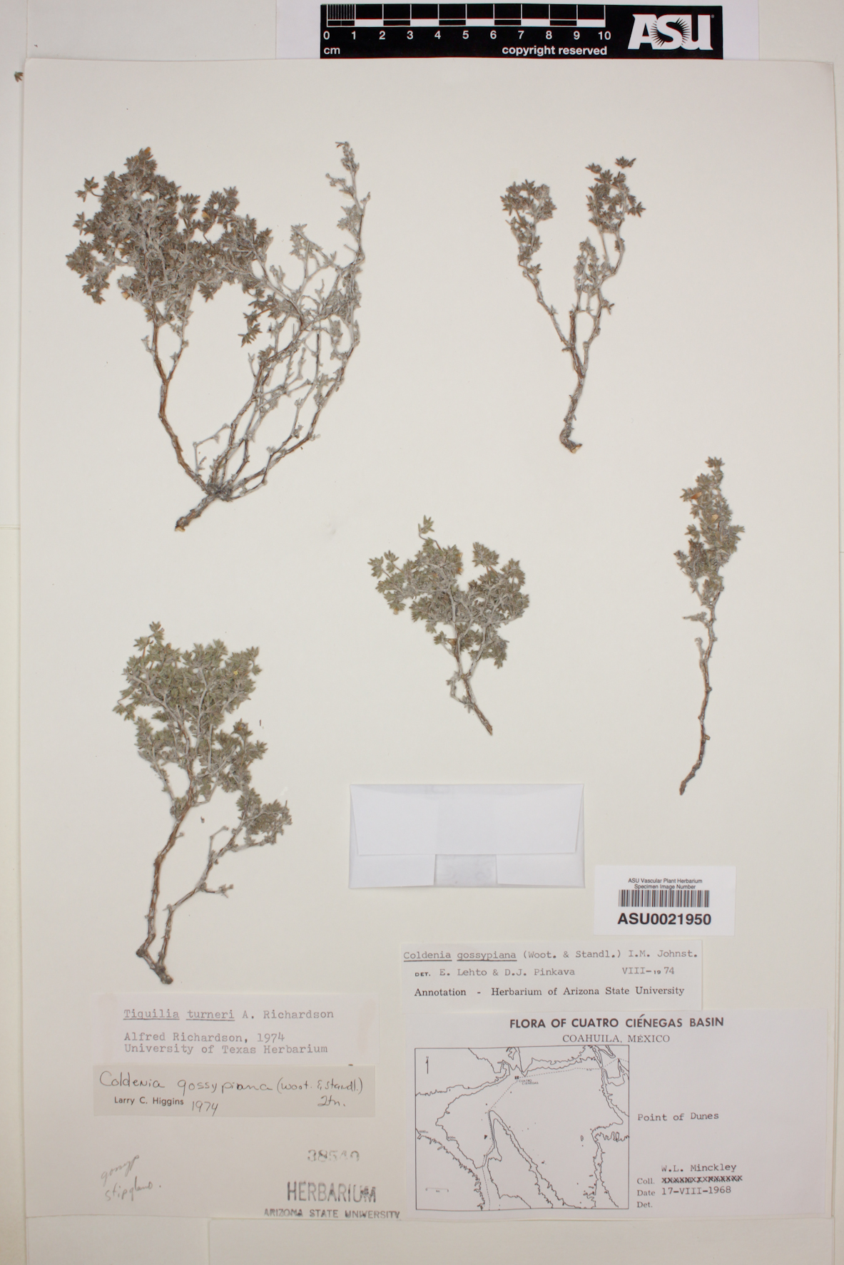 Tiquilia turneri image