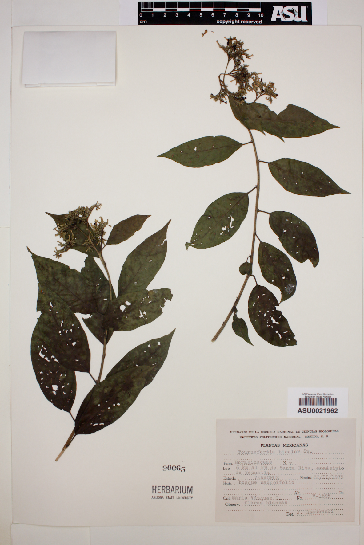 Tournefortia bicolor image