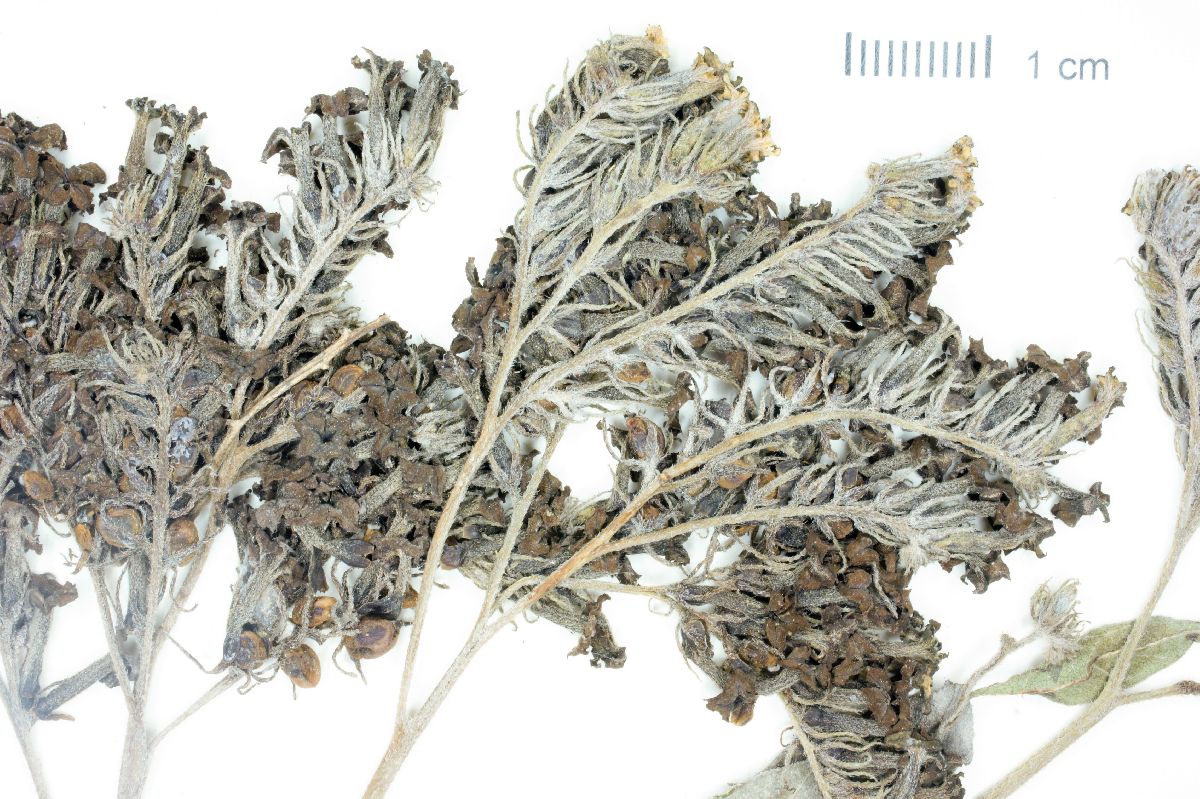 Tournefortia densiflora image