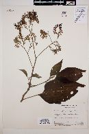 Tournefortia petiolaris image