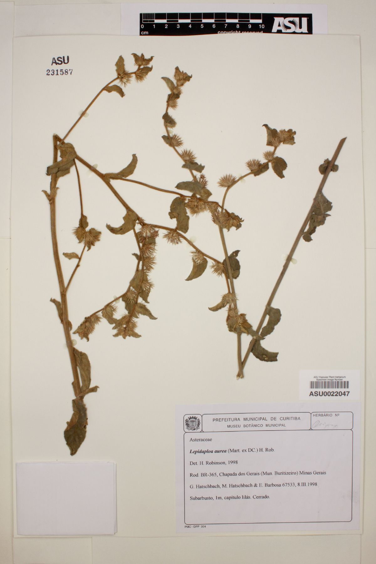Lepidaploa aurea image