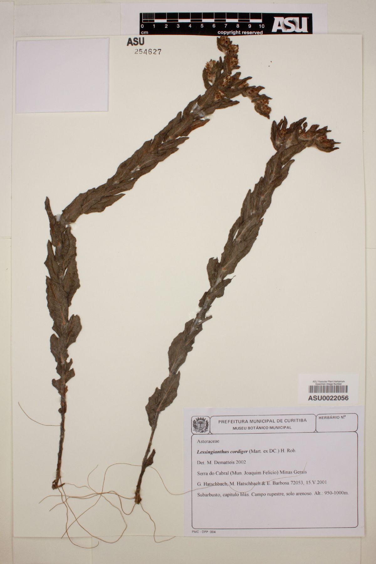 Lessingianthus cordiger image