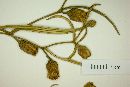 Lessingianthus grearii image