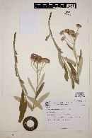 Lessingianthus asteriflorus image