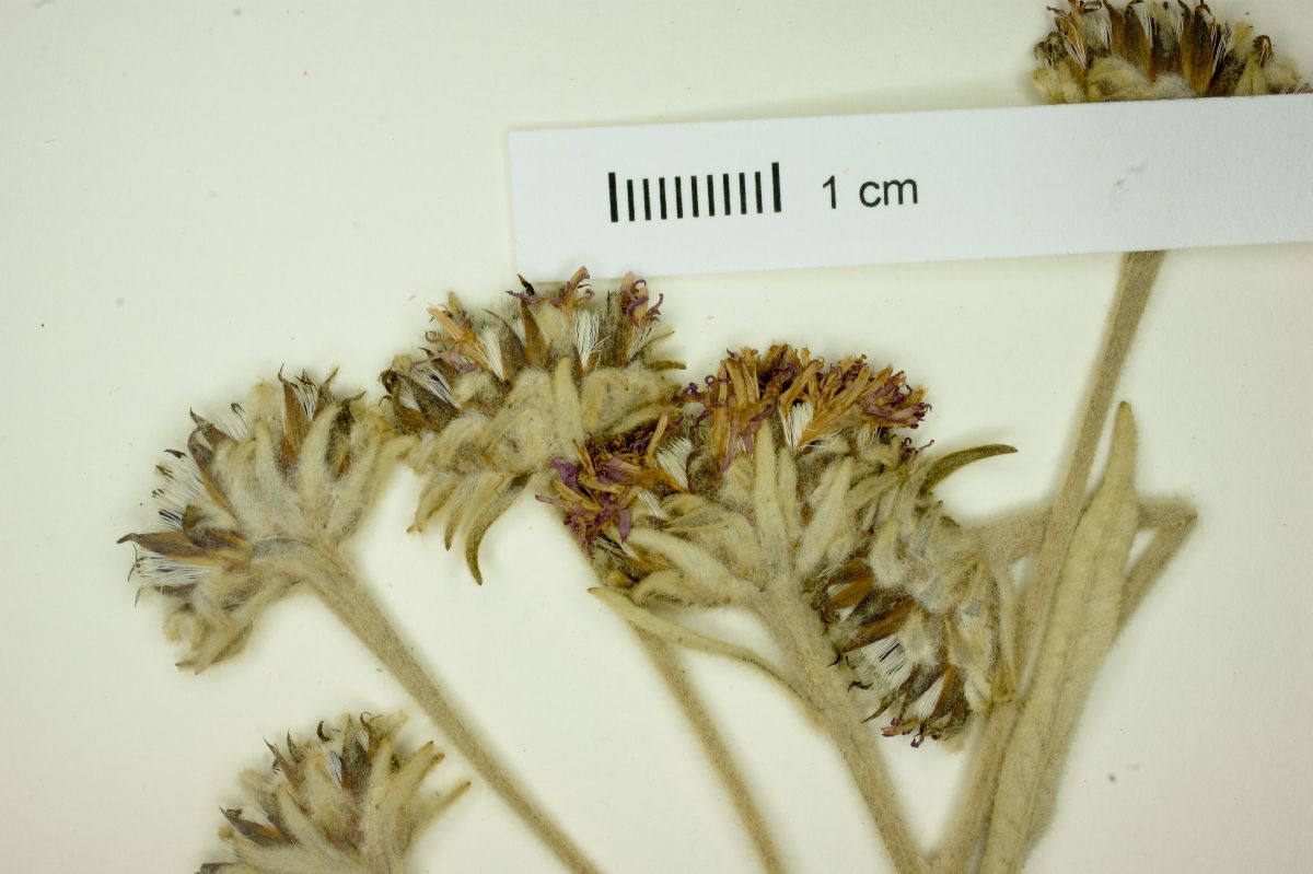 Lessingianthus asteriflorus image