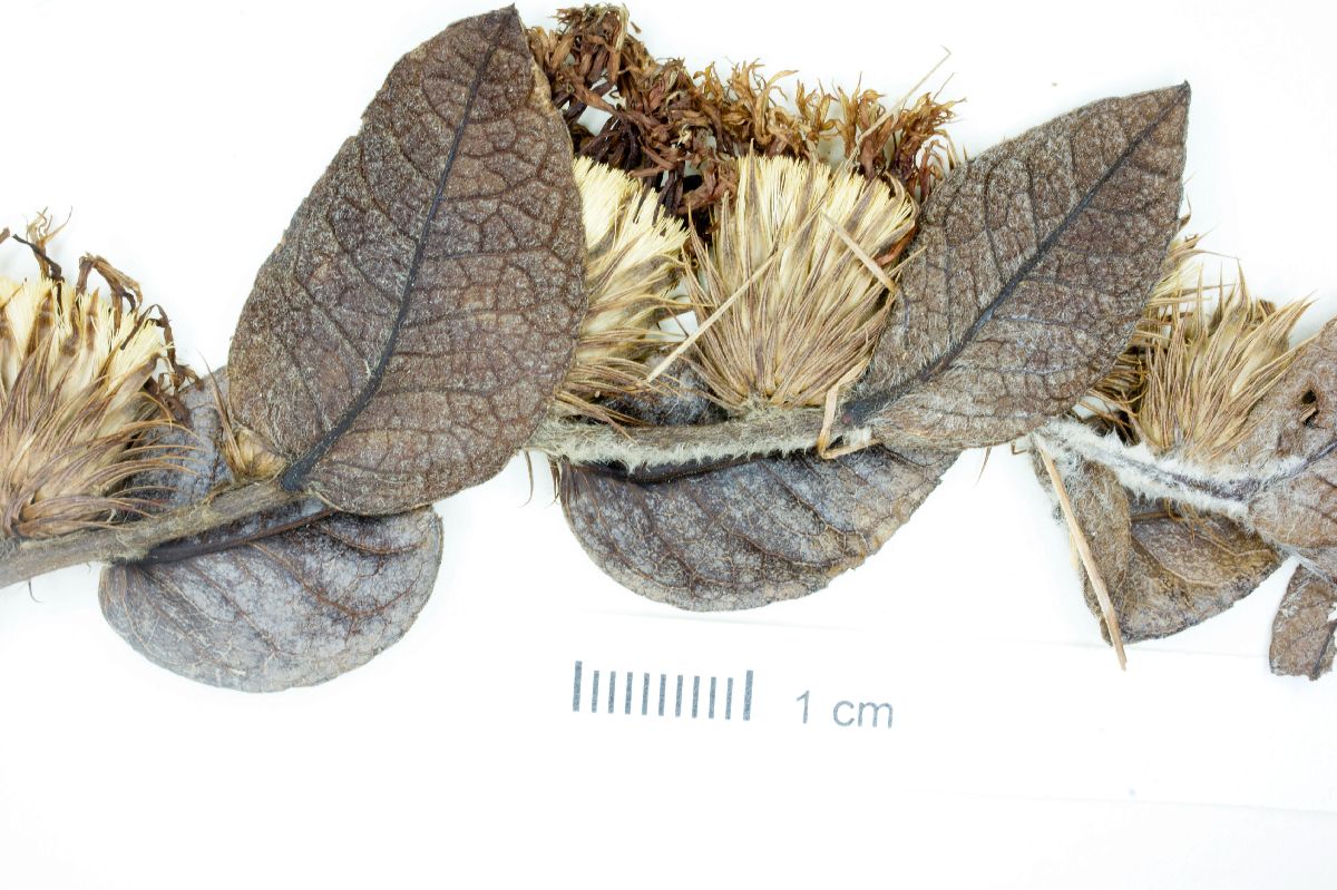 Lessingianthus bardanoides image