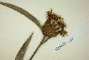 Lessingianthus coriaceus image