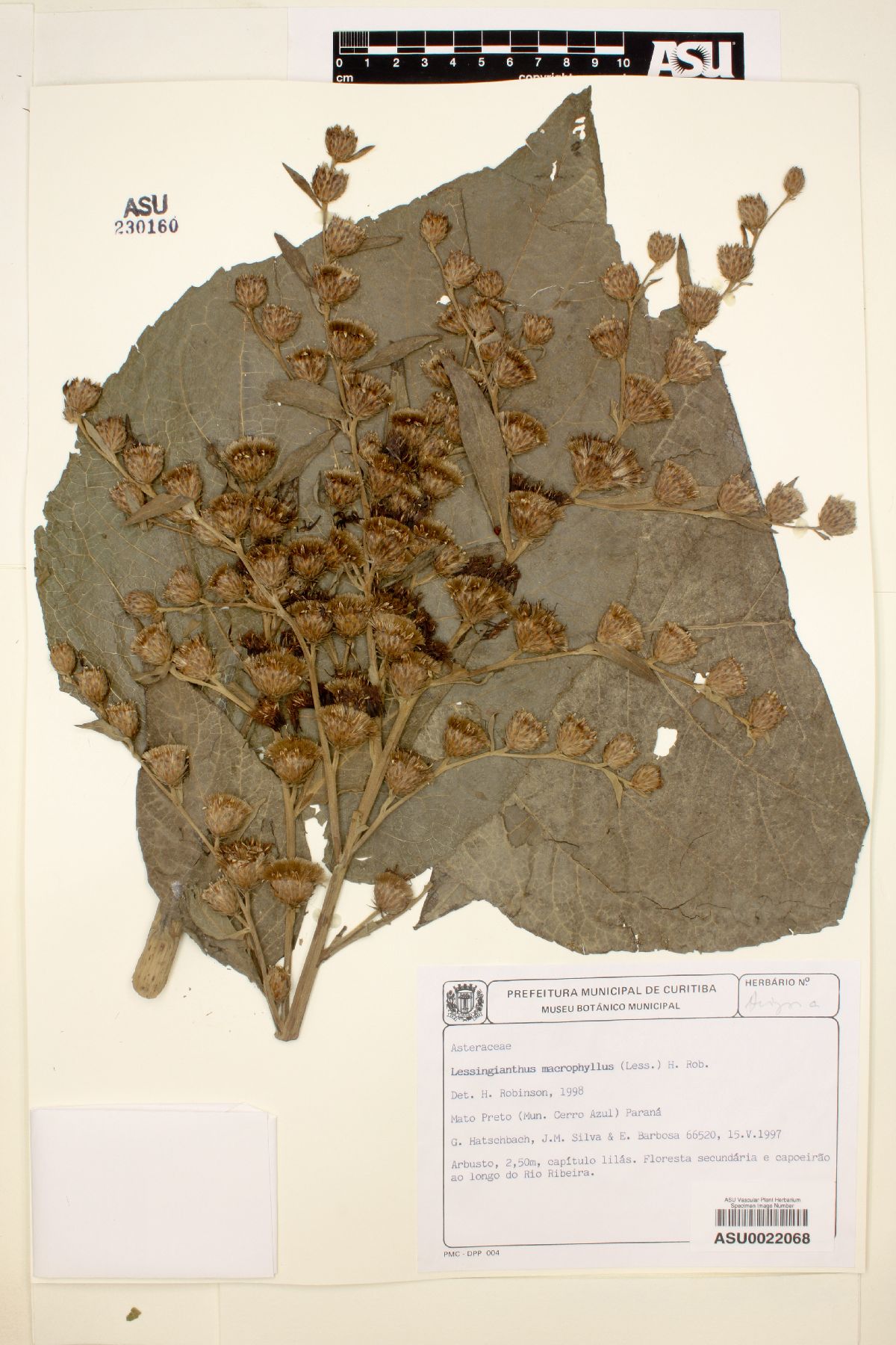 Lessingianthus macrophyllus image