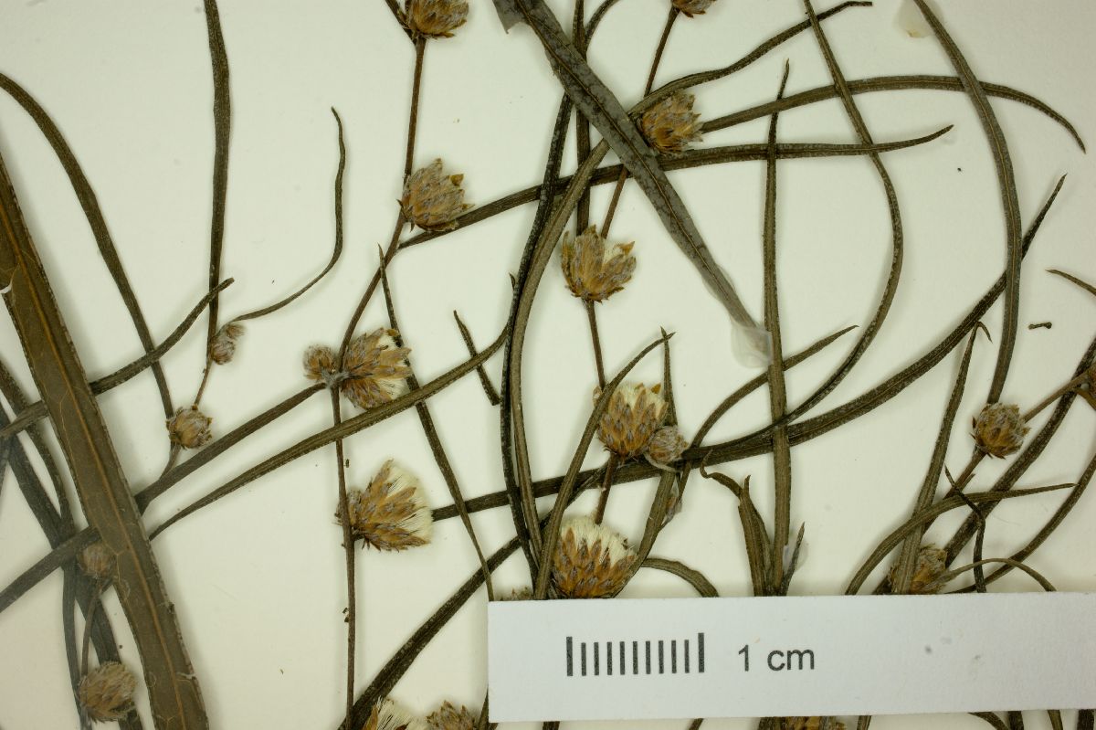 Lessingianthus rubricaulis image