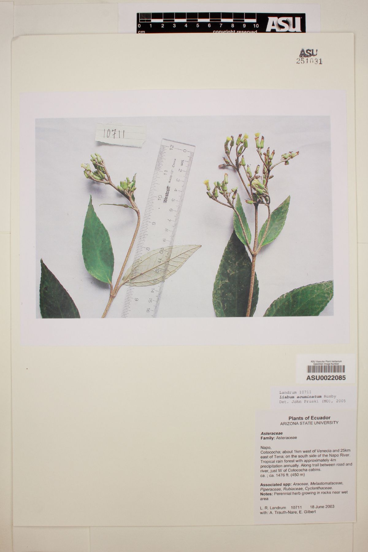 Liabum acuminatum image