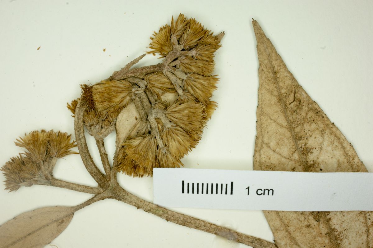 Liabum acuminatum image