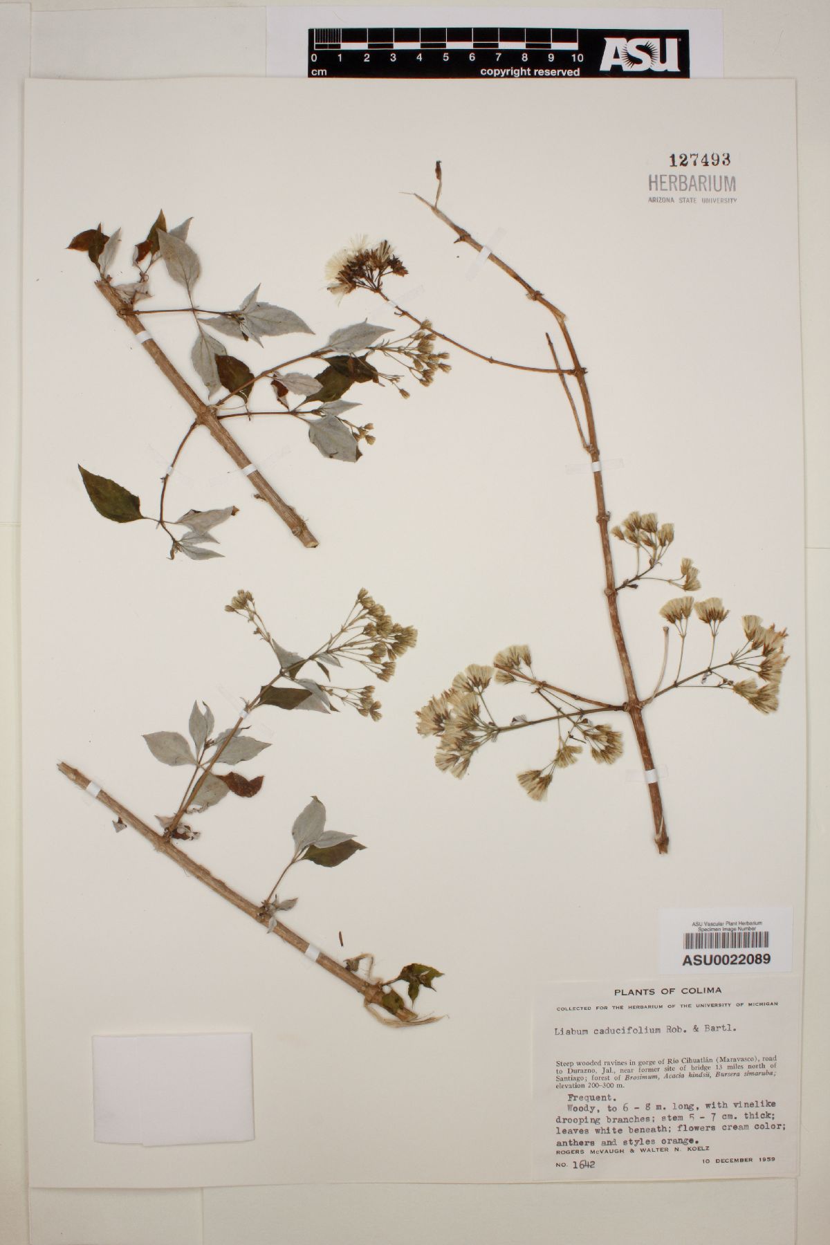 Liabum caducifolium image