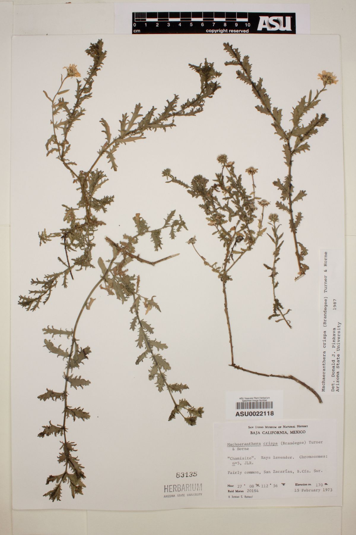 Machaeranthera crispa image