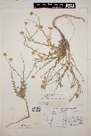 Machaeranthera gypsophila image