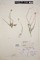 Machaeranthera gypsophila image