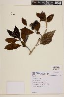 Tournefortia bicolor image