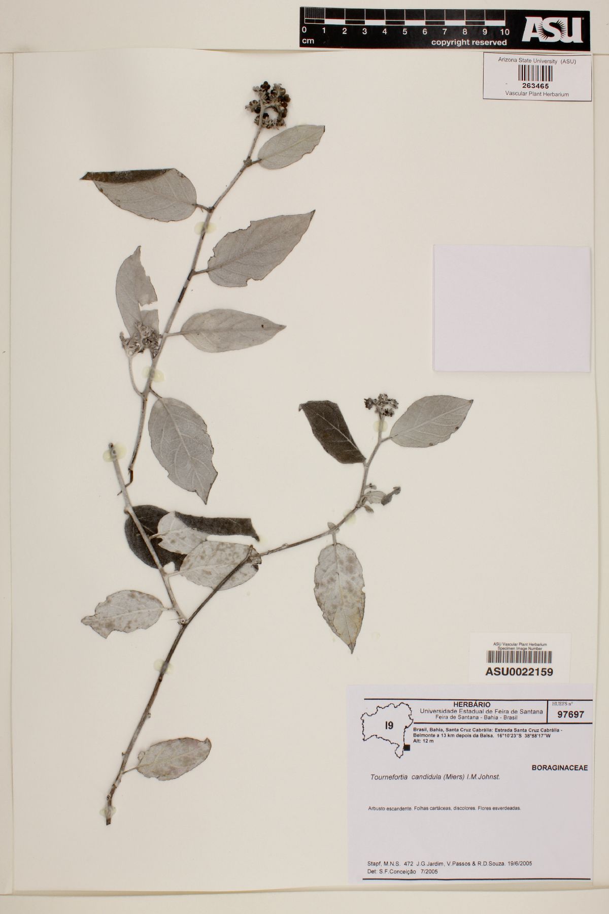 Tournefortia candidula image