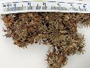 Azorella trifurcata image