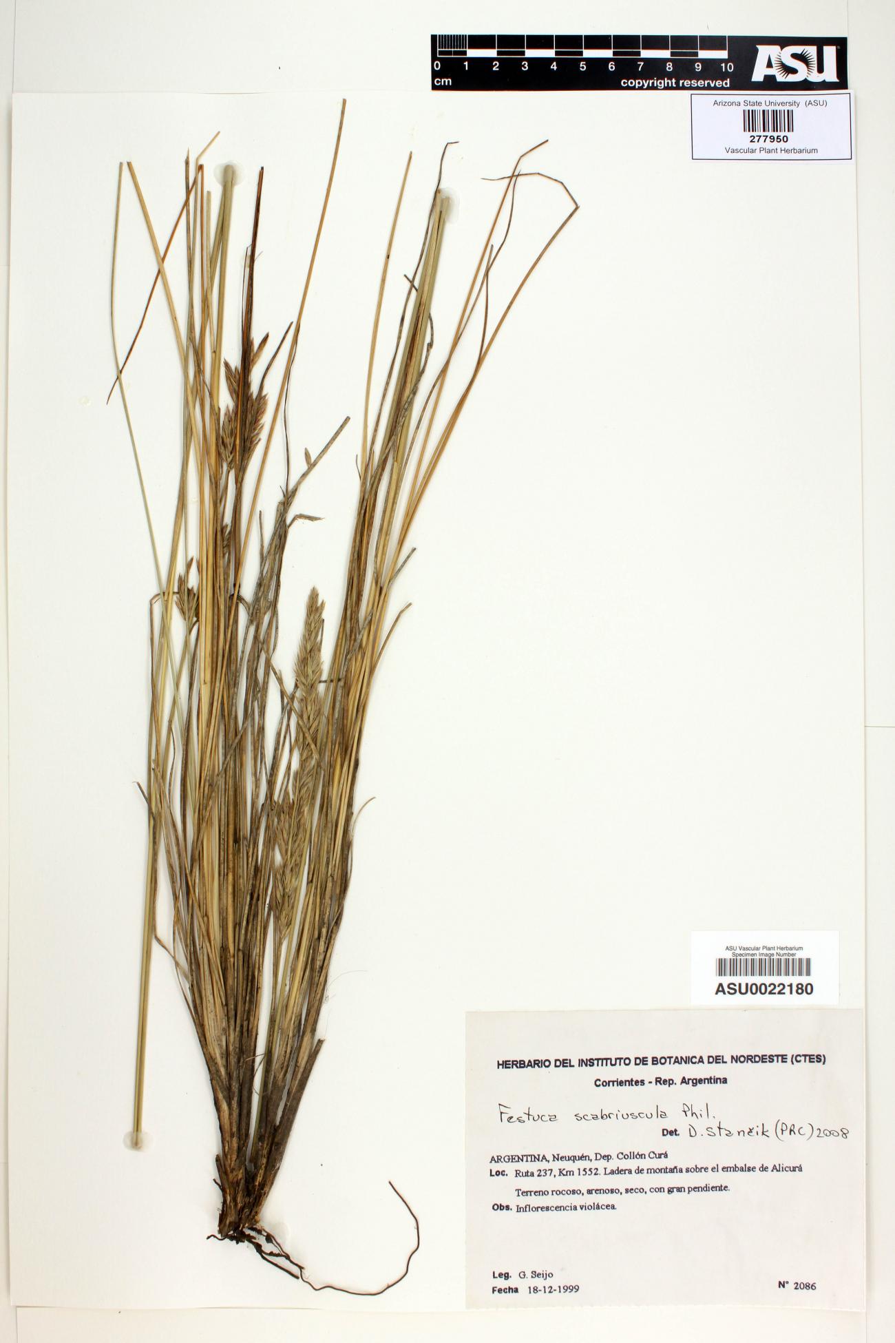 Festuca scabriuscula image