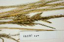 Festuca scabriuscula image