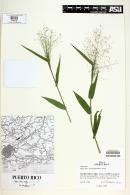 Panicum trichanthum image