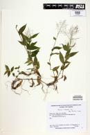 Panicum trichoides image