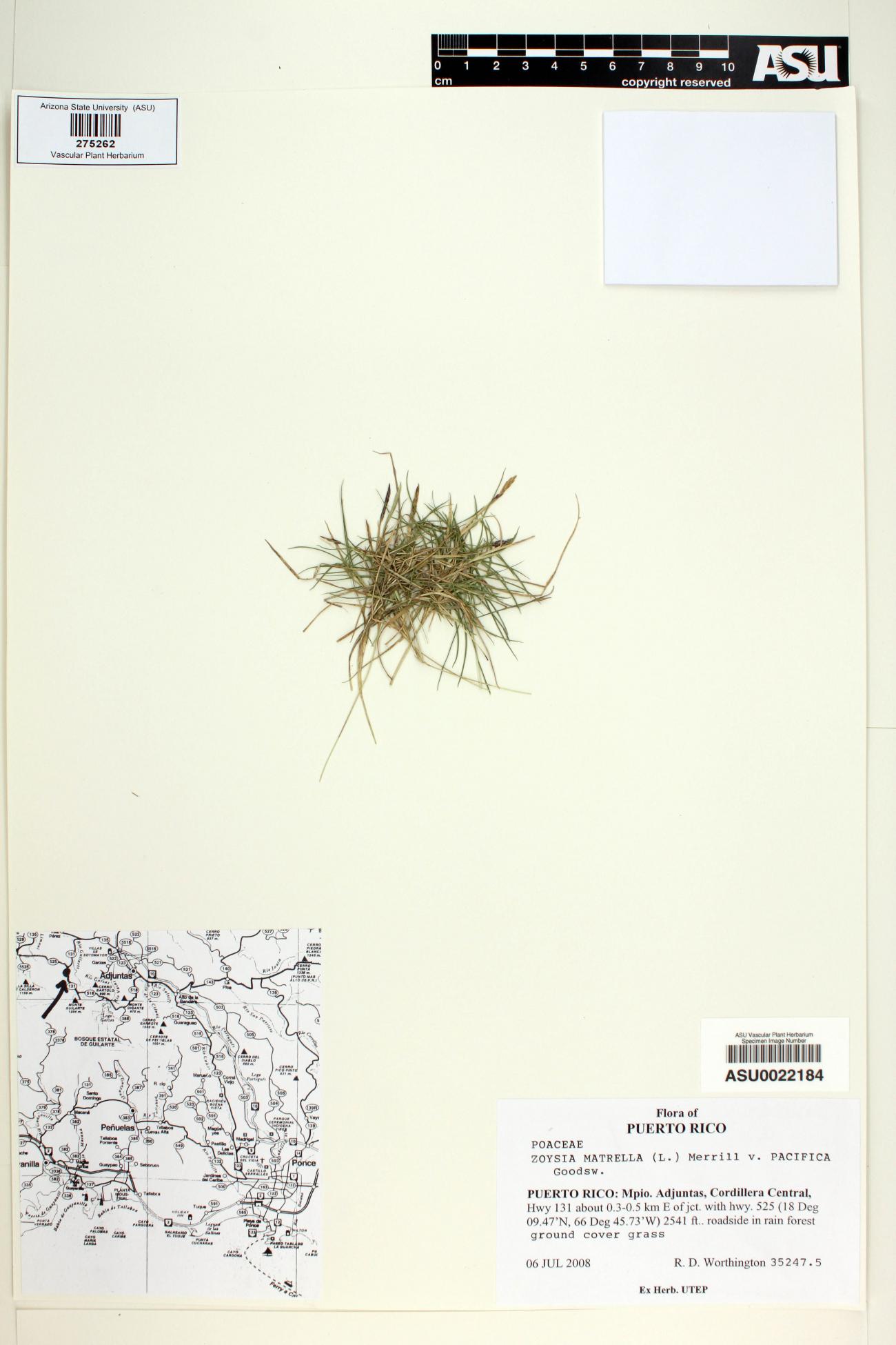 Zoysia matrella image