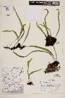 Polypodium astrolepis image