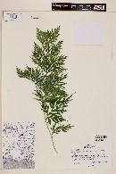 Selaginella plana image