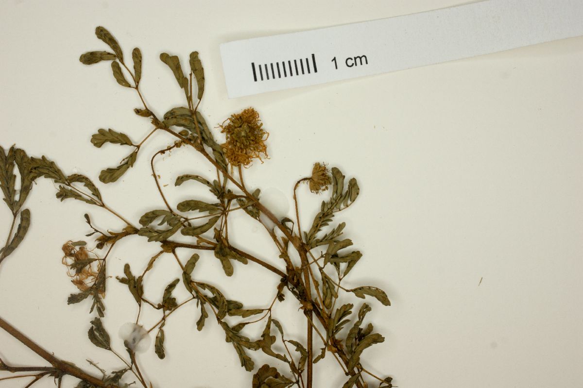 Blanchetiodendron blanchetii image