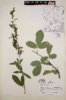 Desmodium incanum image