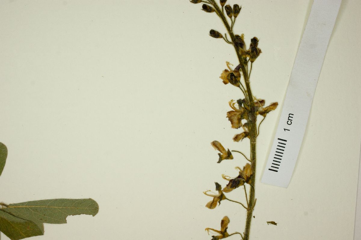 Desmodium macrostachyum image