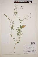 Desmodium bigelovii image