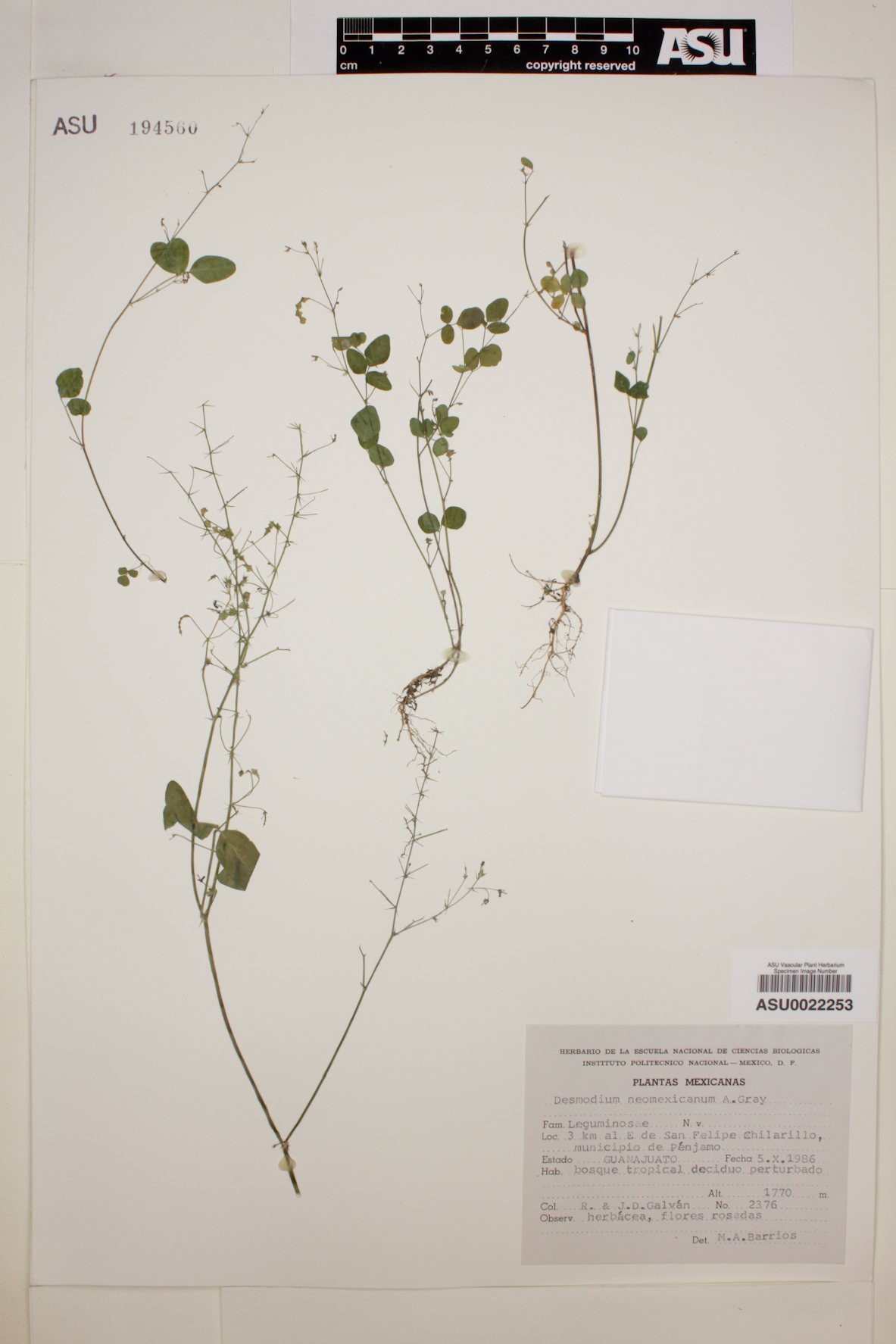 Desmodium bigelovii image