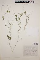 Desmodium bigelovii image