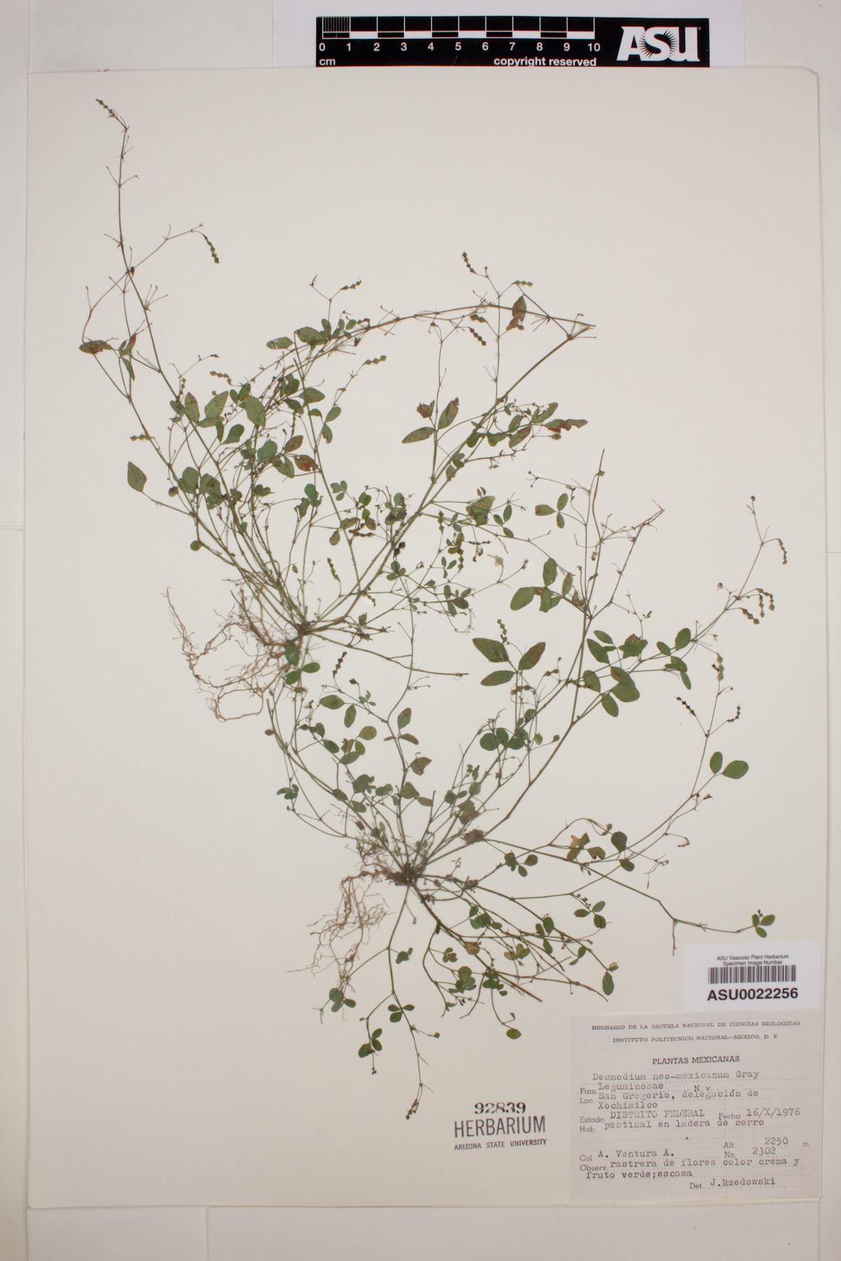 Desmodium bigelovii image