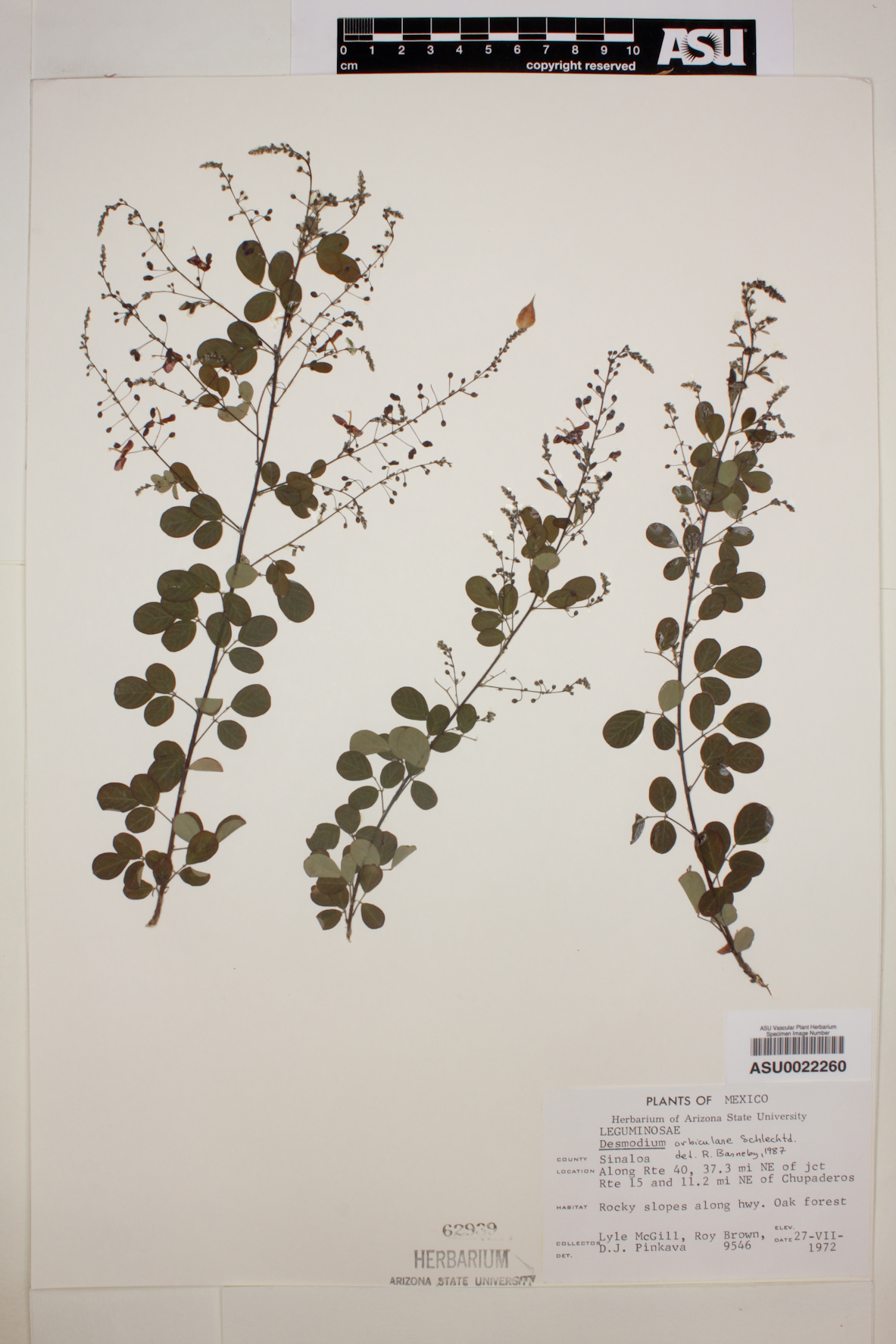 Desmodium rubricaule image