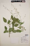 Desmodium psilocarpum image