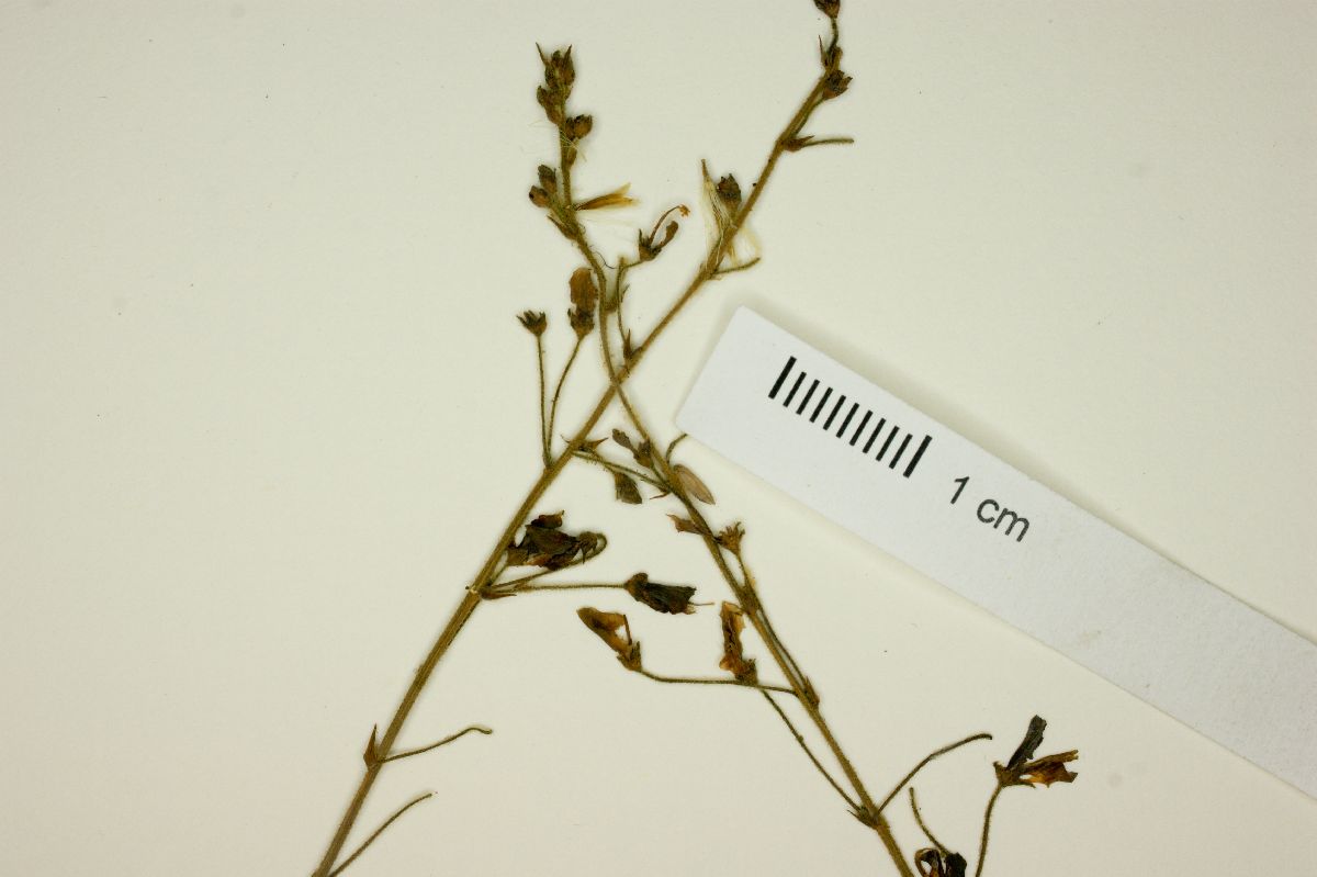 Desmodium affine image