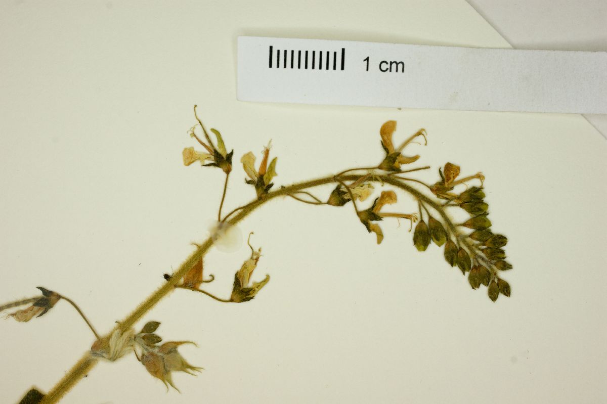Desmodium uncinatum image