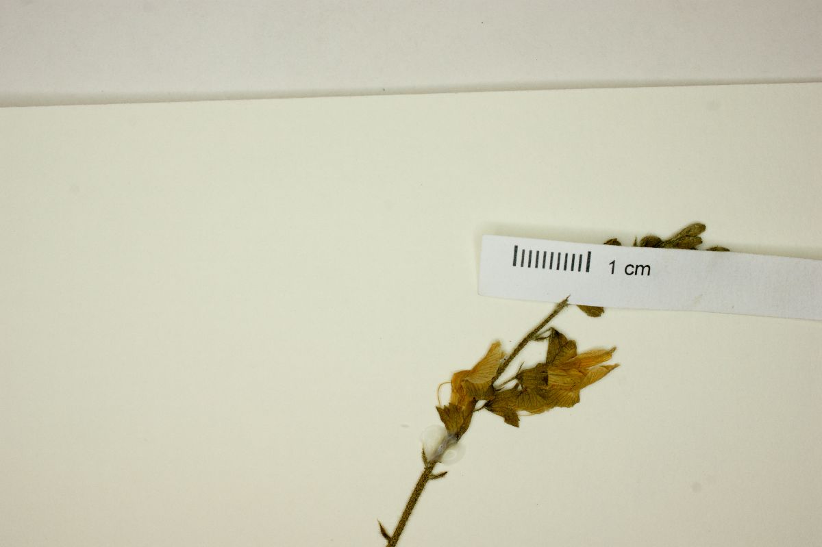 Discolobium image