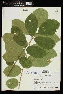 Dussia macroprophyllata image