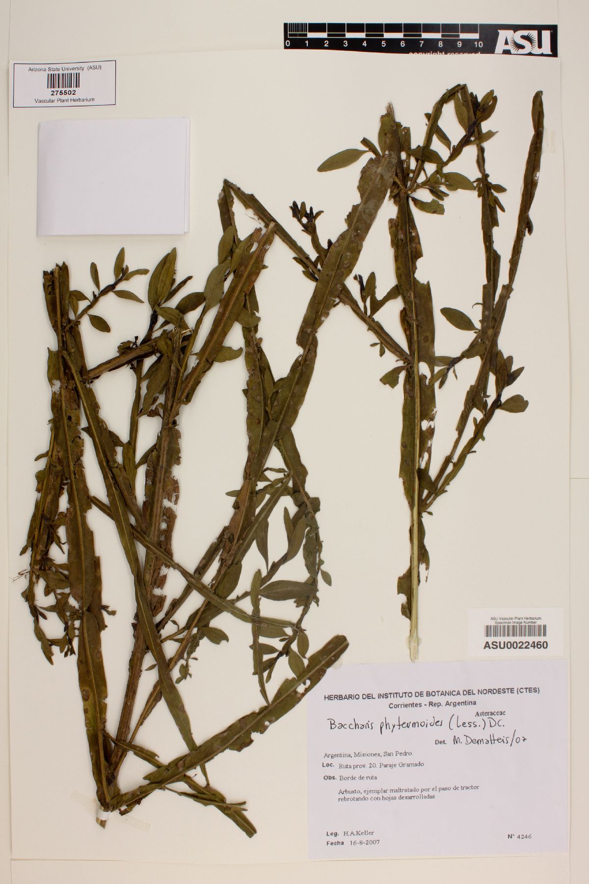 Baccharis phyteumoides image