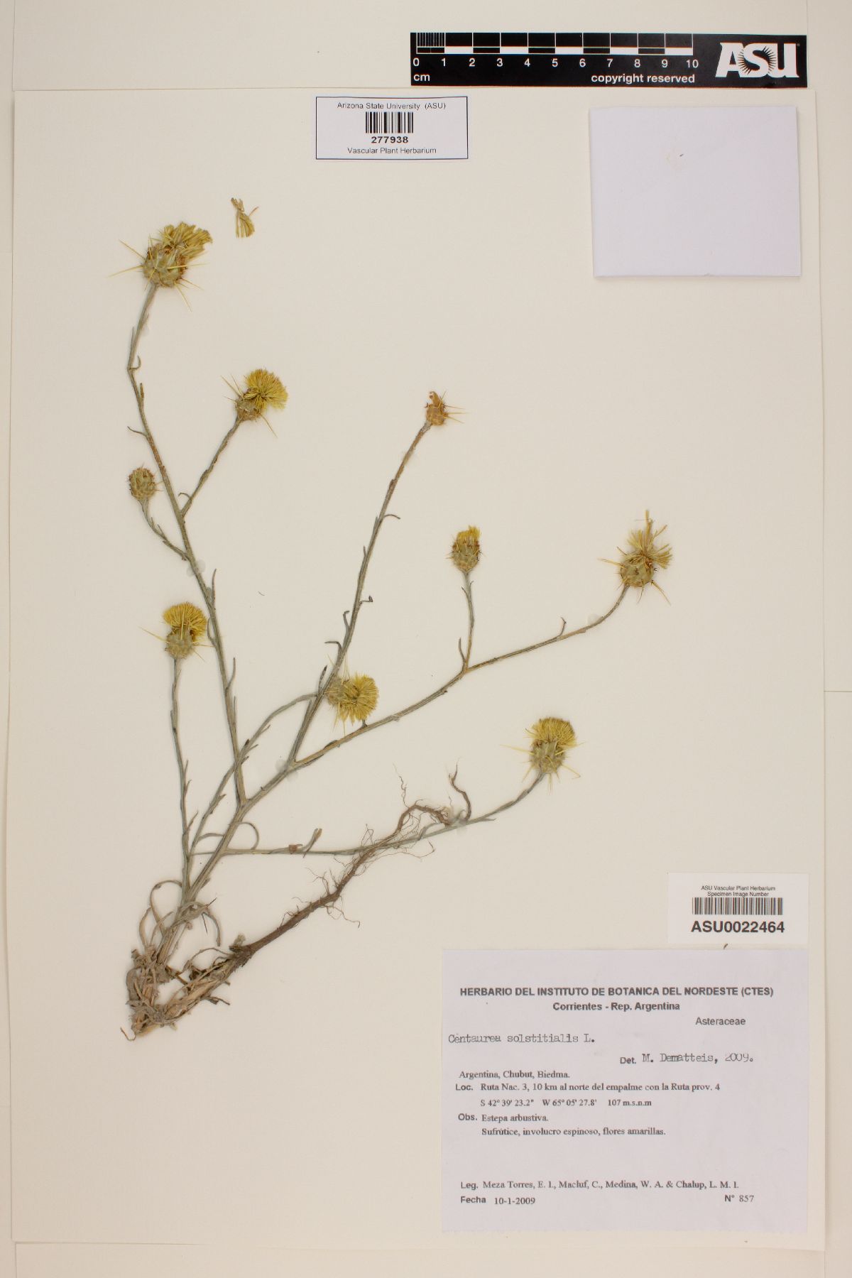 Centaurea aurea image