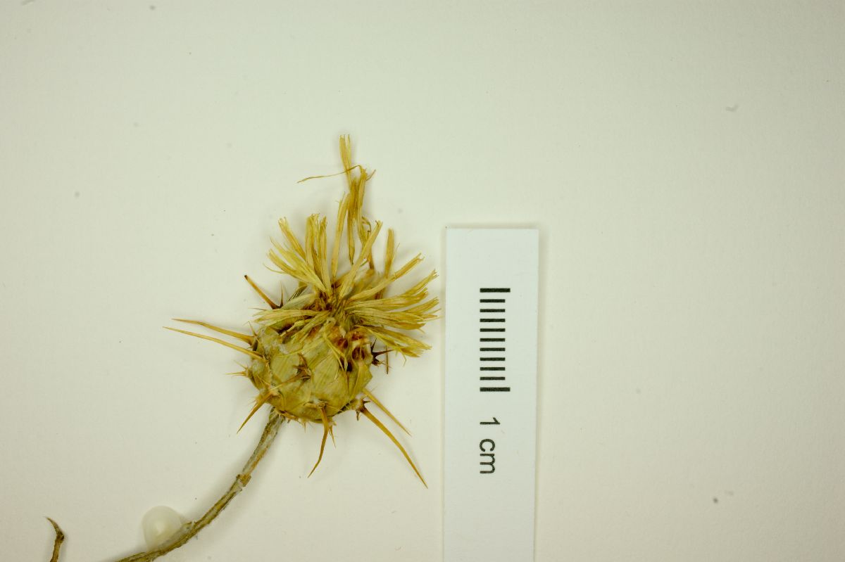 Centaurea aurea image