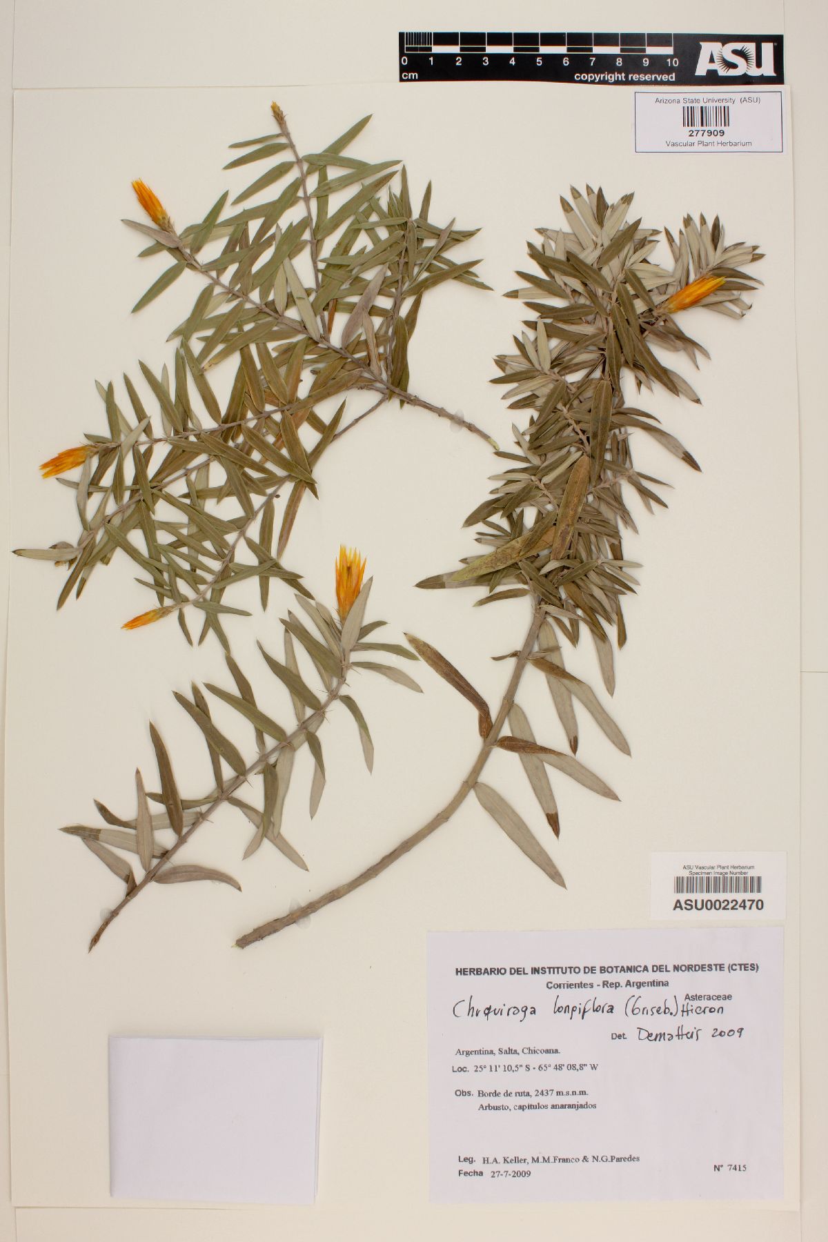 Chuquiraga longiflora image